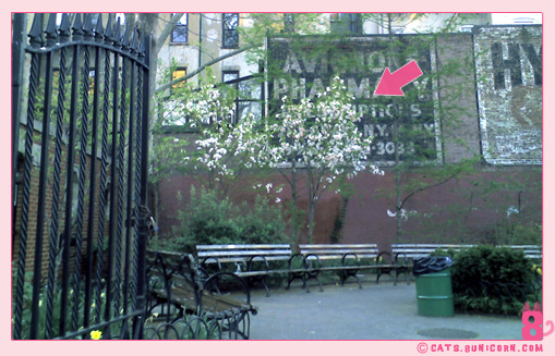 sakura_4.jpg