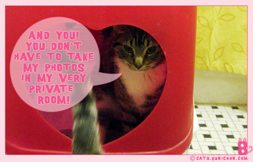toilet_litterbox_1.jpg