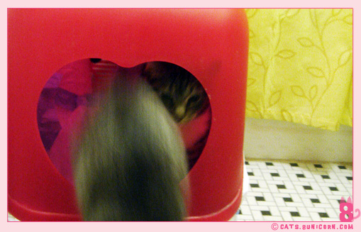 toilet_litterbox_2.jpg