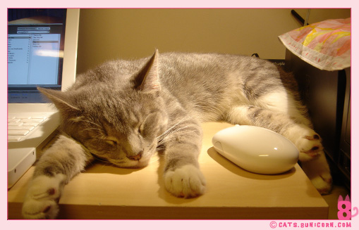 ash_asleep_next_imac_01.jpg