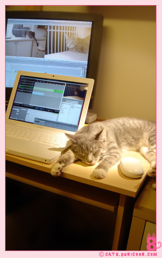 ash_asleep_next_imac_02.jpg