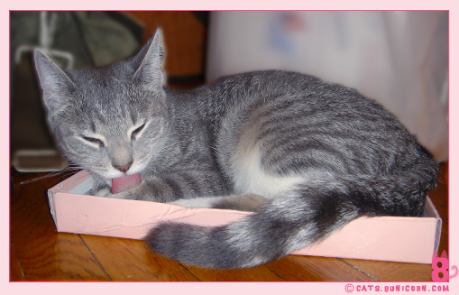 ash_loves_box_02.jpg