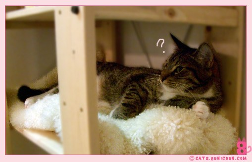 cats_mansion_01.jpg