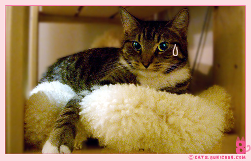 cats_mansion_02.jpg