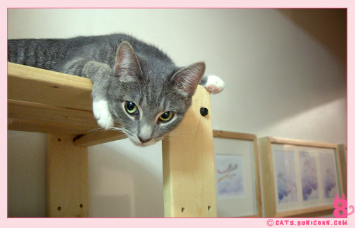 cats_mansion_04.jpg