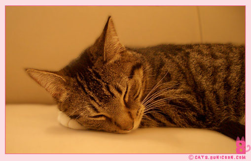 noa_ash_take_a_nap_02.jpg