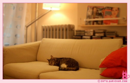 noa_ash_take_a_nap_03.jpg