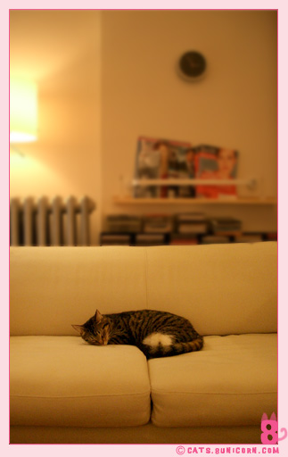 noa_ash_take_a_nap_05.jpg