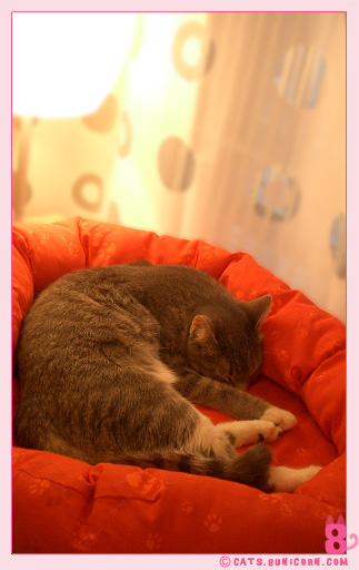 noa_ash_take_a_nap_06.jpg