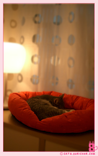 noa_ash_take_a_nap_07.jpg