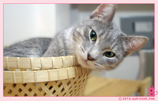 our_fav_basket_03.jpg