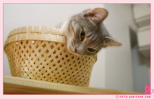 our_fav_basket_05.jpg