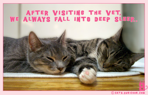vet_heartwarm_01.jpg