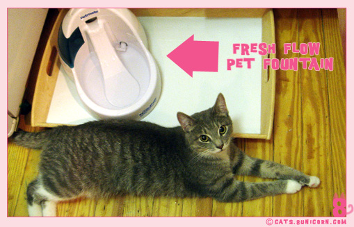 fresh_flow_pet_fountain.jpg