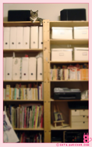 noa_top_bookshell_02.jpg