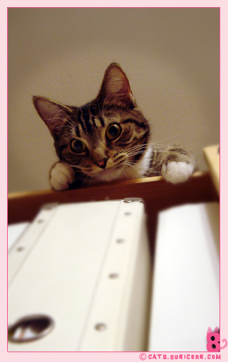 noa_top_bookshell_03.jpg