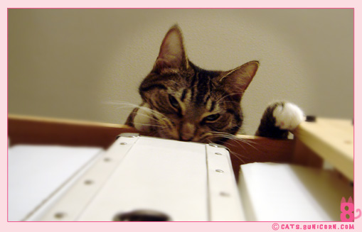 noa_top_bookshell_04.jpg