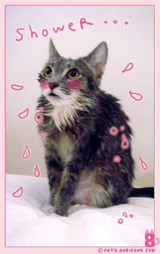 cat_shower_01.jpg