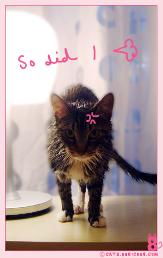 cat_shower_05.jpg