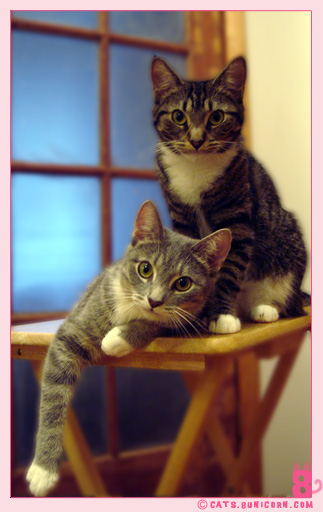 photogenic_kittens_01.jpg