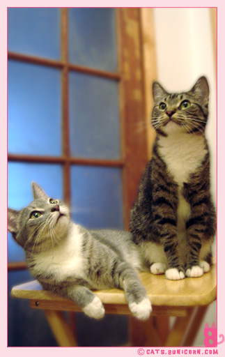 photogenic_kittens_03.jpg