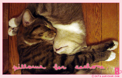 sleepy_kitten_02.jpg