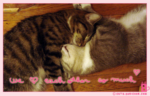 sleepy_kitten_03.jpg