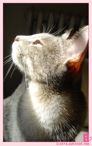 sunny_day_ash_02.jpg