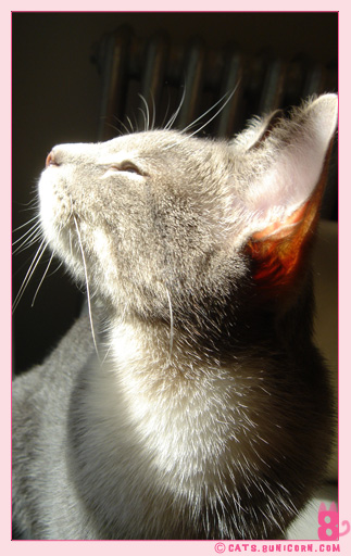 sunny_day_ash_03.jpg