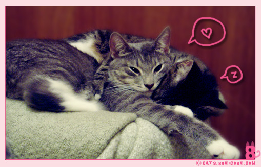 two_in_one_bed-1.jpg