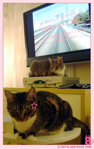 home_theater_with_cats_01.jpg