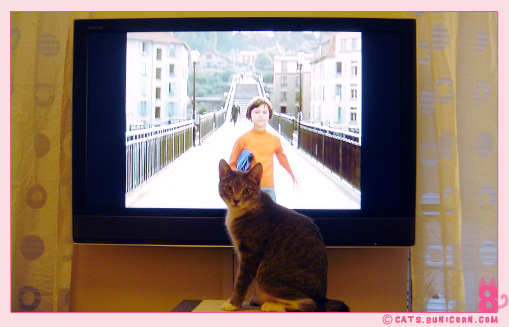 home_theater_with_cats_10.jpg