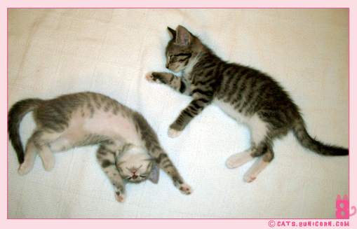 noa_ash_blog_cat_love_2.jpg