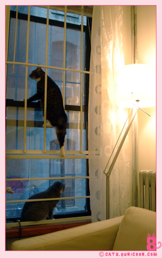 raining_ny_noaash_02.jpg