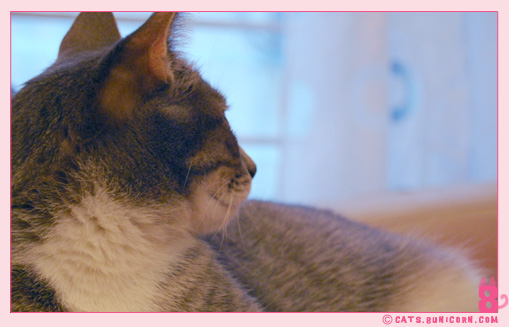 ash_beautiful_kitten.jpg