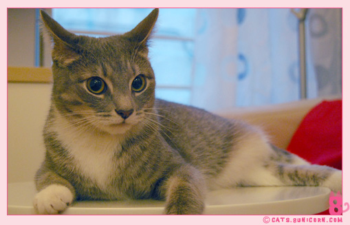 ash_beautiful_kitten_1.jpg