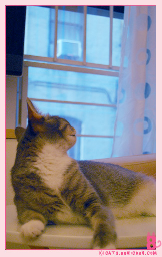 ash_beautiful_kitten_14.jpg