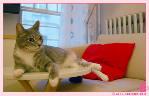 ash_beautiful_kitten_2.jpg