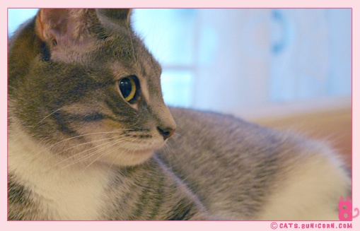 ash_beautiful_kitten_3.jpg
