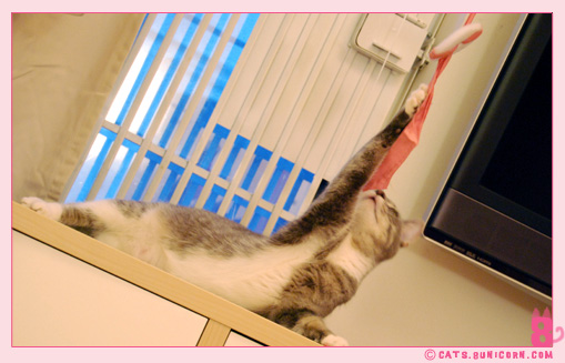 ash_playing_with_pink_white_toy_01.jpg