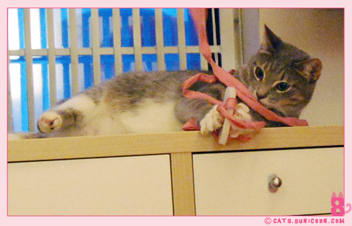 ash_playing_with_pink_white_toy_04.jpg