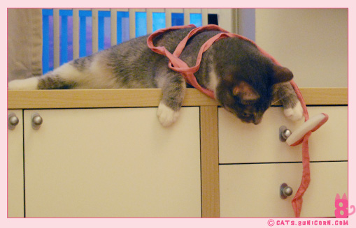 ash_playing_with_pink_white_toy_07.jpg