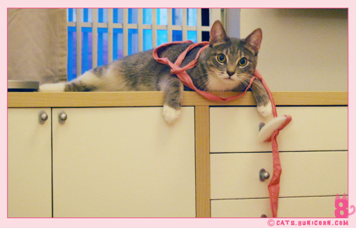 ash_playing_with_pink_white_toy_08.jpg
