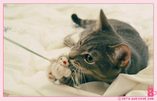 ash_playing_with_white_mouse_02.jpg