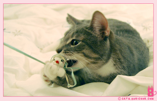 ash_playing_with_white_mouse_03.jpg