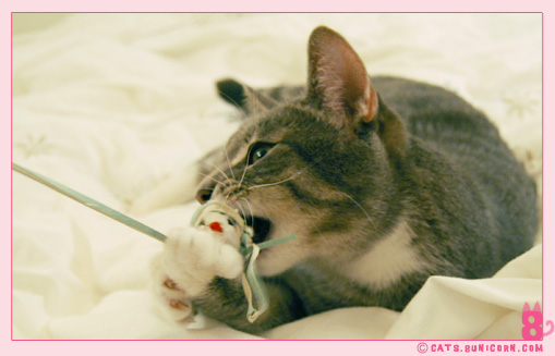 ash_playing_with_white_mouse_04.jpg
