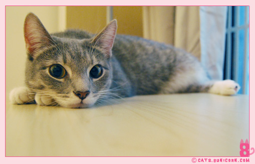 ash_sleeping_in_the_afternoon_01.jpg