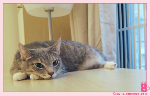 ash_sleeping_in_the_afternoon_02.jpg