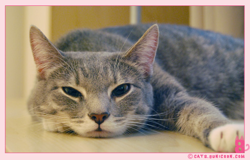 ash_sleeping_in_the_afternoon_03.jpg