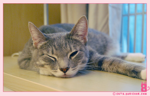 ash_sleeping_in_the_afternoon_04.jpg